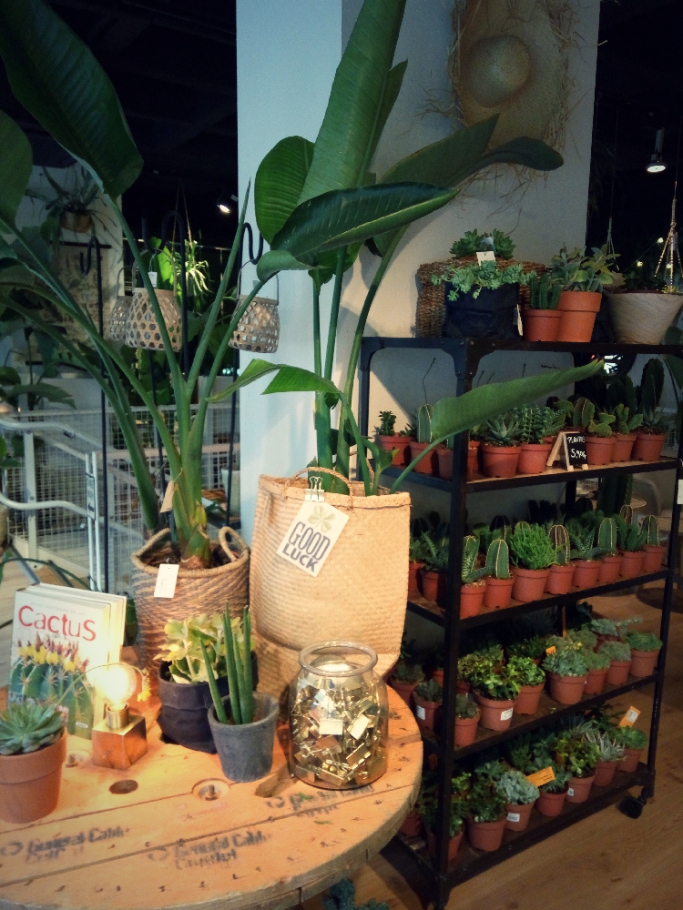 Plants collection in Natura