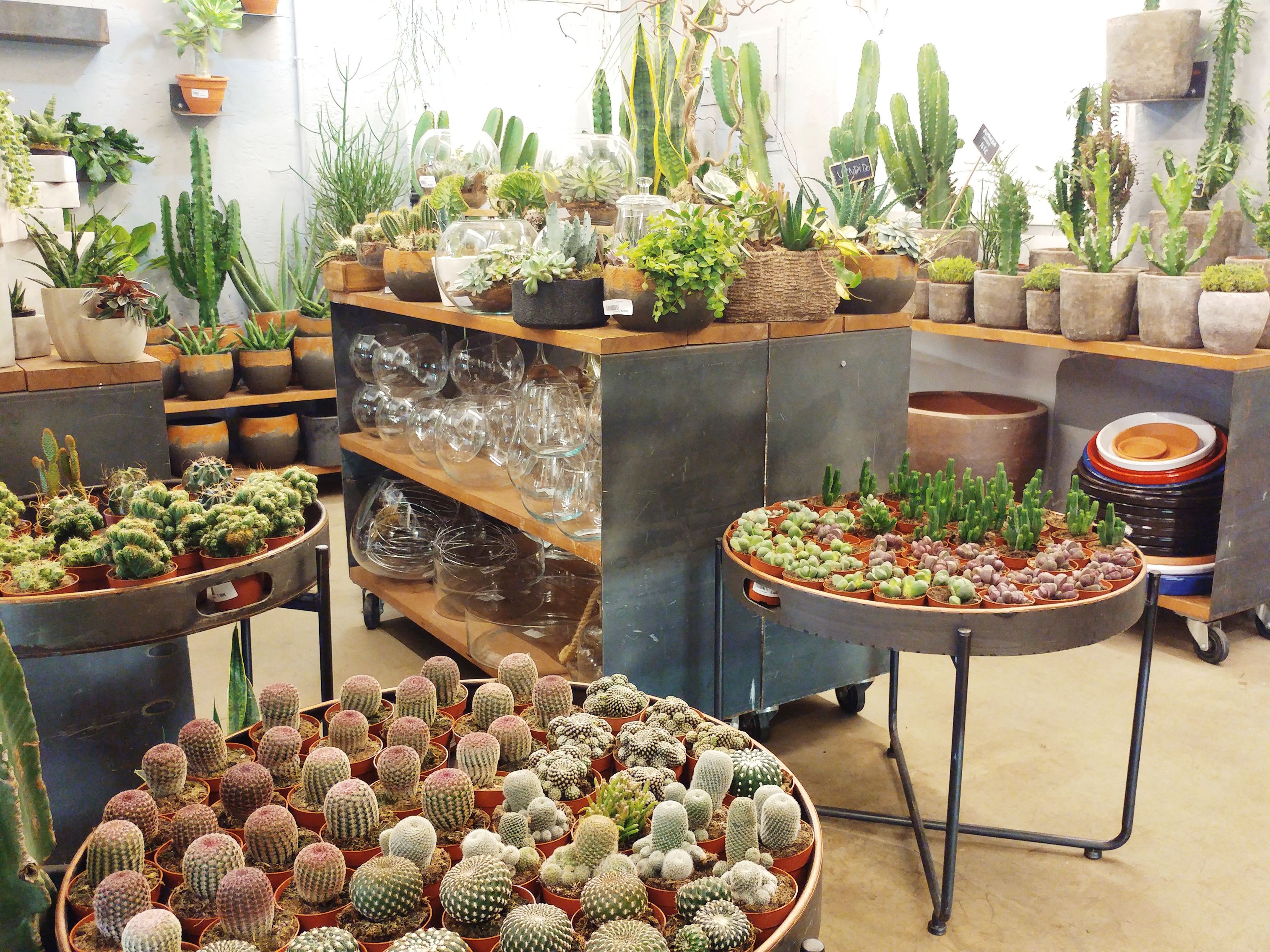 Cacto-Cacto plant shop in Chueca, Madrid