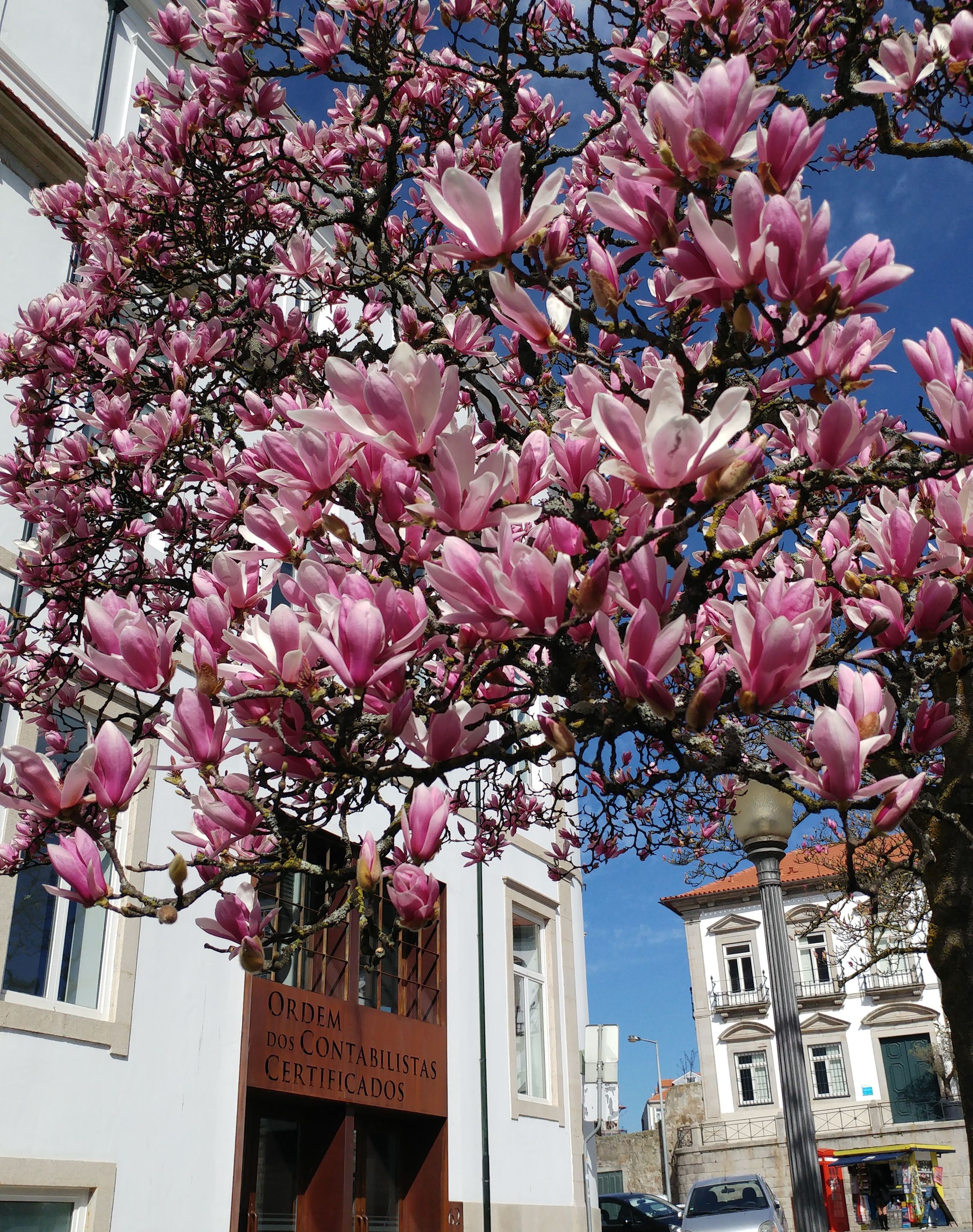 Magnolia blooming in Porto